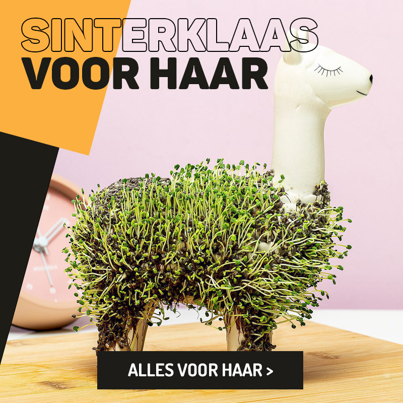 DVJN banner voor haar Sinterklaas 2024